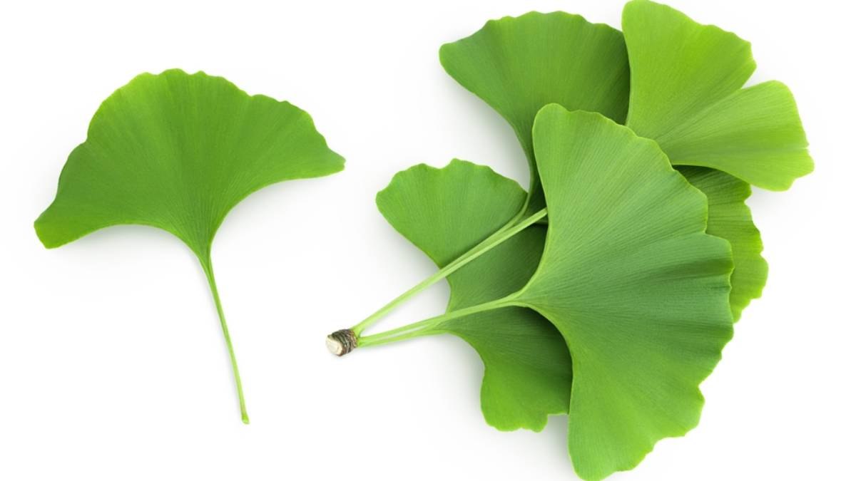 Ginkgo biloba