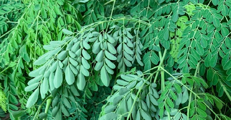 Moringa Oleífera