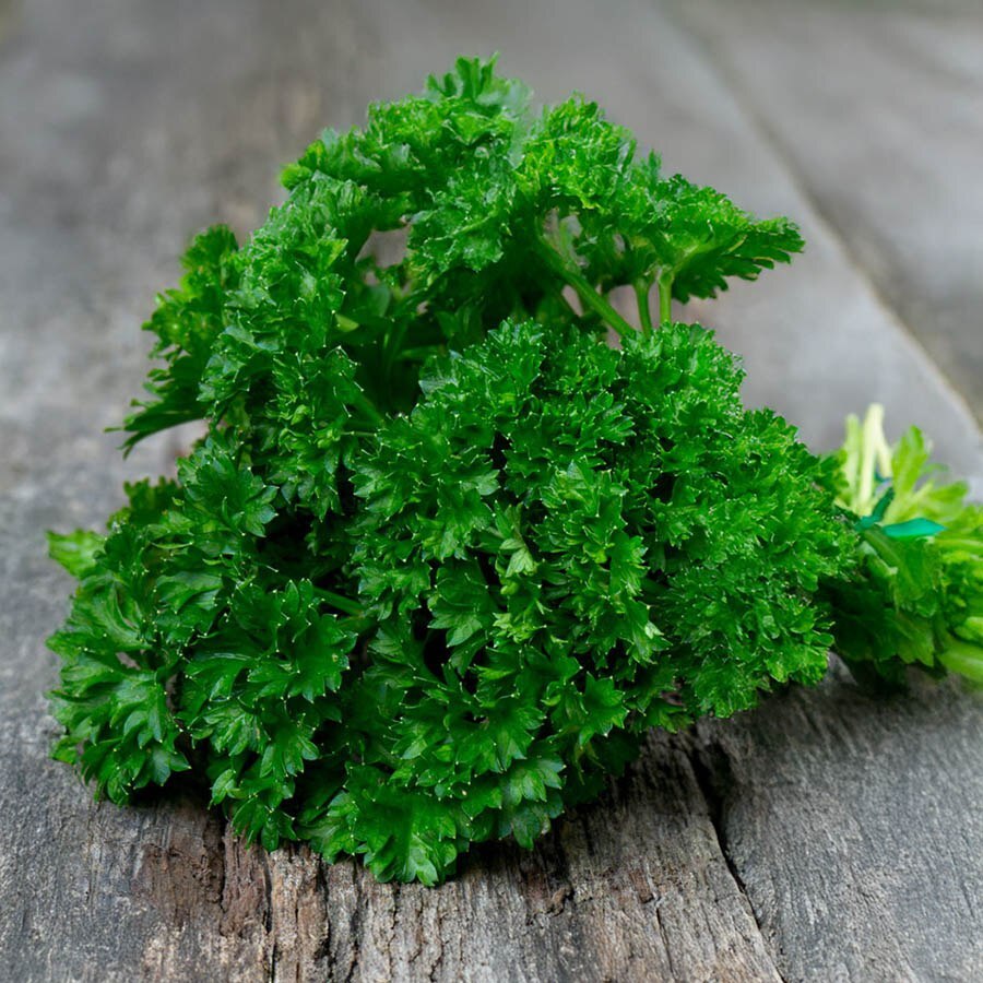 Perejil Rizado